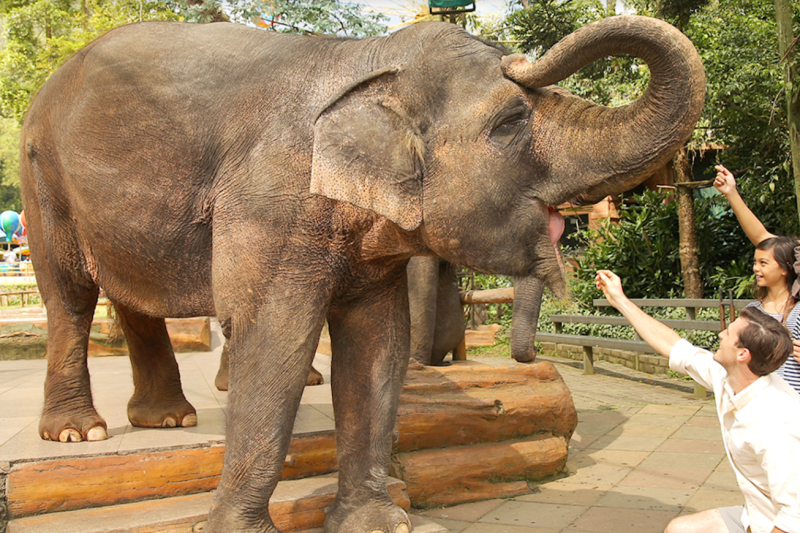 Wisata alam dan safari terbaik untuk pengalaman keluarga